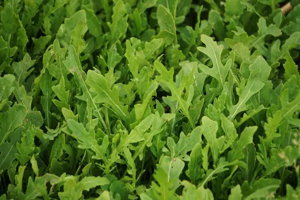 Arugula sık sık bahçe yatağında yetişir taze yeşil yapraklar hasat için hazır ve sağlıklı yemeklerde kullanılır..