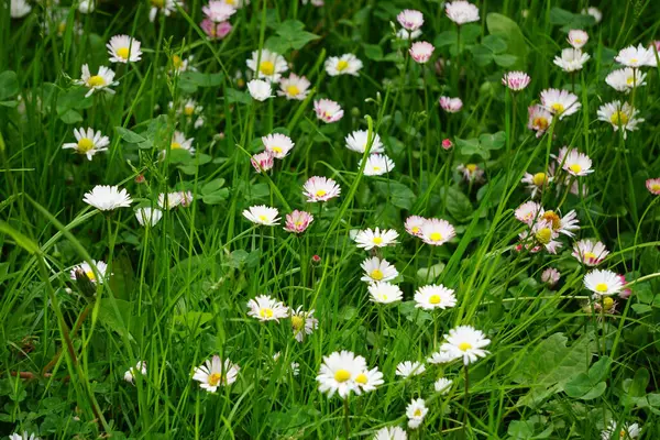 Küçük, narin beyaz papatyalar. Yumuşak yapraklar ve sarı merkezler bahçedeki ya da çayırdaki çiçekleri aydınlatır.