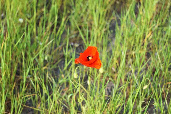Çayırda açan tek bir kırmızı gelincik yeşil çimlerin arasında canlı bir şekilde duruyordu. Hassas yapraklar güneş ışığını yakalayarak doğal çevreyle çarpıcı bir kontrast oluşturuyor..