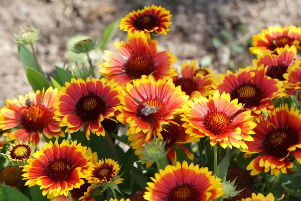 Canlı sarı çiçeklerle çiçek açan Gaillardia. Parlak, dekoratif çiçekler ve yemyeşil yapraklar çarpıcı bir bahçe ya da çiçekli bir kompozisyon yaratır..