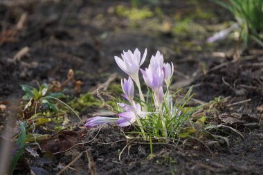 Genç, çiçek açan timsahlar mor gölgelerde baharın habercisi. Yeşil otlardan narin çiçekler çıkar..