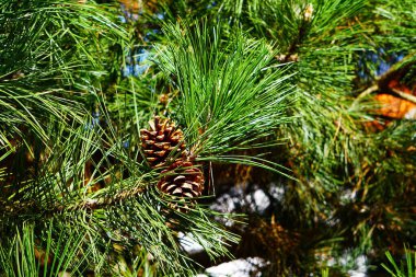 Çiçek açan yabani bitkiler - yapraklı yeşillik ve çeşitli bitkiler sakin bir alan yaratarak, doğanın çeşitliliğini ve ekosistemlerin zenginliğini ön plana çıkarıyor..