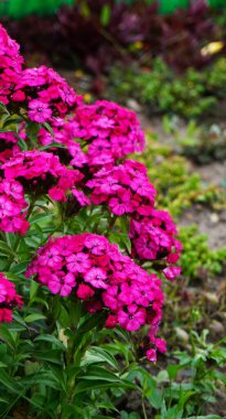 Yoğun paketlenmiş pembe karanfillerin dikey fotoğrafı gür ve renkli bir duvar oluşturan canlı çiçekler..