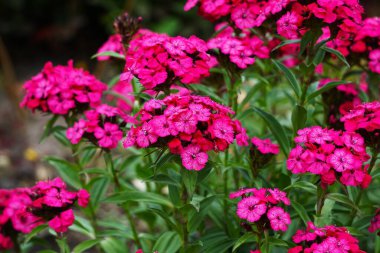 Çiçekler açan pembe tomurcuklar ve çiçekler dalları kaplıyor. Renkli ve canlı bir manzara yaratıyor..