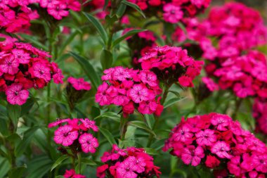 Tam çiçek açmış pembe çiçeklerin yakın plan görüntüsü hassas taç yaprakları ve detaylarıyla görülebilen canlı renkler..