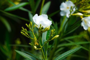 Zarif, zarif çiçekler ve yeşil yapraklarla bembeyaz zakkum. Bitki, ince bir ortamda doğal güzellik ve tazelik sergiliyor..