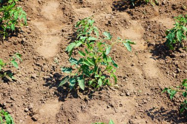 Yukarıdan bakıldığında tek bir domates tohumu, toprakta büyüyen, doğal ortamda organik ekin..