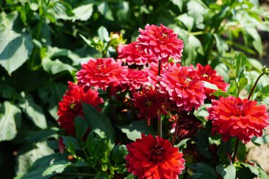 Flowers growing in the garden, fully bloomed, close-up view, symbol of summer, colorful, natural, fresh, and beautiful garden landscape.