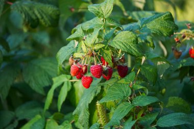 Olgun ahududular çalılıklarda asılı, sulu lezzet ve doğal tatla dolu. Yeşil bir ortamda organik meyveler toplanmaya hazır, doğadan gelen sağlıklı bir atıştırmalık için mükemmel..