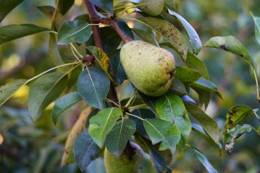 Yumuşak bir sabah güneşiyle yıkanmış bir dalda armut, bulanık doğal bir arka plan, yumuşak bir atmosfer yaratıyor..