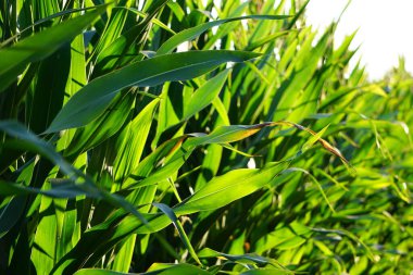 Sıcak güneş ışığıyla aydınlatılan yeşil yapraklı geniş mısır tarlası. Sağlıklı bir çevreyi destekleyen kırsal ve organik tarım.