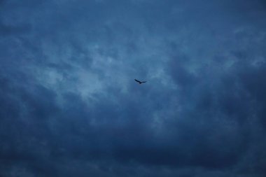 Kara bir kuş, ağır, bulutlu gökyüzüne karşı yaklaşan fırtınanın ve değişen havanın habercisi..