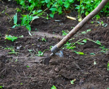 Work on a farm, cultivating the land, planting and caring for crops, traditional and organic farming, daily field tasks, natural rural landscape.