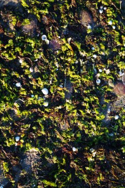 Close-up of sand on the beach, fine grain texture, natural coastal landscape, sunlight reflecting, relaxing atmosphere, vacation vibes.