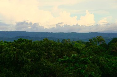 Yoğun bir ormanın vahşi doğası tehlike ve tropikal gizem yayar..
