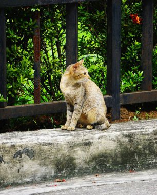 Filipinler 'de sıcak havada sokaklarda dolaşan evsiz bir kedi. Kedi, parlak güneş ışığı altında kentsel çevreye karışarak dikkatli bir şekilde yürür..