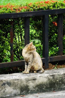 Filipinler 'de sıcak havada sokaklarda dolaşan evsiz bir kedi. Kedi, parlak güneş ışığı altında kentsel çevreye karışarak dikkatli bir şekilde yürür..