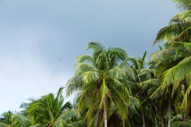 Palawan 'da dallarından hindistan cevizi kümeleri sarkan uzun bir palmiye ağacı. Tropikal ortam yemyeşil ve berrak bir gökyüzünü vurgular..