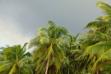 Palawan 'da dallarından hindistan cevizi kümeleri sarkan uzun bir palmiye ağacı. Tropikal ortam yemyeşil ve berrak bir gökyüzünü vurgular..