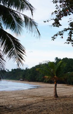 Yumuşak dalgaların kumlu kıyıları yıkadığı tropikal bir sahil. Kıyı şeridi bereketli tropikal bitki örtüsüyle kaplı. Sıcak güneş ışığı altında doğal bir cennet yaratıyor..