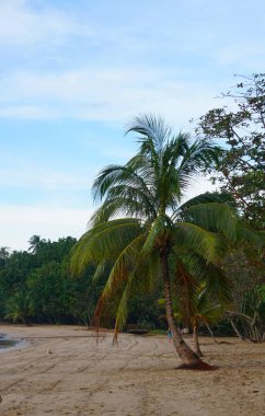 Filipinler, Palawan 'da beyaz kum ve turkuaz suyu olan egzotik plaj, tropikal tatil, huzurlu koy, cennet manzarası, dinlenmek için mükemmel bir yer..