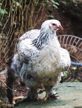 İyi gelişmiş tüyleri olan büyük kaslı bir tavuk. Kuş güçlü ve sağlıklı görünüyor, güçlü yapısını ve parlak tüylerini gösteriyor..