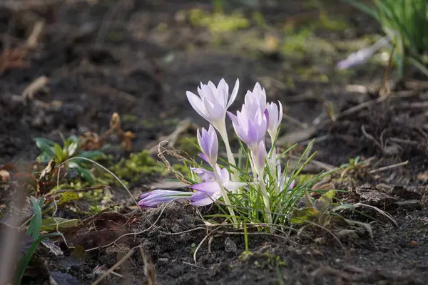 Genç, çiçek açan timsahlar mor gölgelerde baharın habercisi. Yeşil otlardan narin çiçekler çıkar..