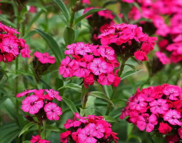Çiçek açmış bir bitkinin üzerinde büyüyen pembe çiçeklerin yakın çekimi. Hassas taç yaprakları ve canlı renkler detaylarıyla görülebilir..
