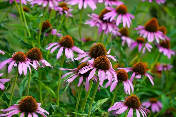 Flowers growing in the garden, fully bloomed, close-up view, symbol of summer, colorful, natural, fresh, and beautiful garden landscape.
