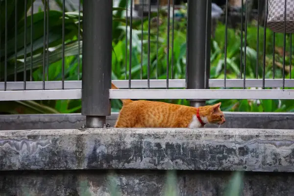 Filipinler 'de sıcak havada sokaklarda dolaşan evsiz bir kedi. Kedi, parlak güneş ışığı altında kentsel çevreye karışarak dikkatli bir şekilde yürür..