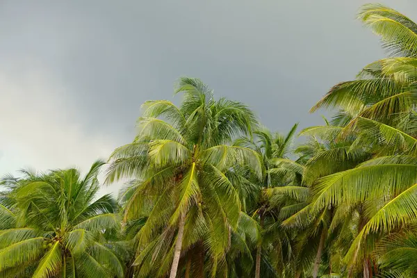 Palawan 'da dallarından hindistan cevizi kümeleri sarkan uzun bir palmiye ağacı. Tropikal ortam yemyeşil ve berrak bir gökyüzünü vurgular..