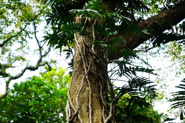 Kalın gövdeli dev bir ağaç ormanın derinliklerinde duruyor, uzun, sarkık lianalara sarılı. Yeşillik ve yoğun bitki örtüsü tropikal ormanın vahşi ve el değmemiş doğasını vurgular..