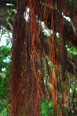 Yoğun bir ormanda asılı kalan ince sarmaşıklar, telefon ekranı için mükemmel bir tropikal zemin oluşturuyor..