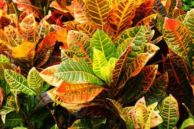 Croton (Codiaeum variegatum) growing in a park, popular ornamental plant with colorful leaves, cultivated in gardens and urban spaces, exotic touch of nature.