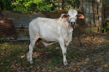 Beyaz bir Nelore ineği iple bağlanmış, Filipinlerde yaşıyor. İnek sakince duruyor ve belirgin özelliklerini gösteriyor..