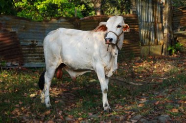 Beyaz bir Nelore ineği iple bağlanmış, Filipinlerde yaşıyor. İnek sakince duruyor ve belirgin özelliklerini gösteriyor..