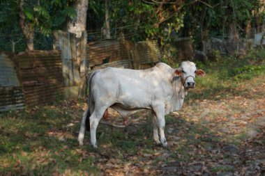 Beyaz bir Nelore ineği iple bağlanmış, Filipinlerde yaşıyor. İnek sakince duruyor ve belirgin özelliklerini gösteriyor..