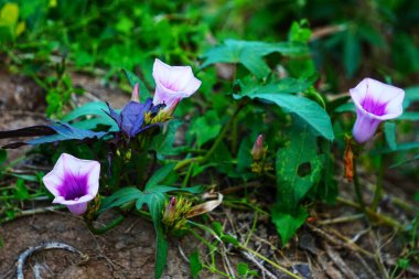 Kalın yeşil yaprakları ve çeşitli bitkileri olan yoğun tropikal orman bitkileri. Filipin kırsalının bereketli, canlı manzarası vahşi doğasını yansıtıyor..