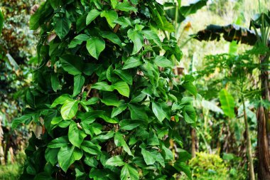 Kalın yeşil yaprakları ve çeşitli bitkileri olan yoğun tropikal orman bitkileri. Filipin kırsalının bereketli, canlı manzarası vahşi doğasını yansıtıyor..