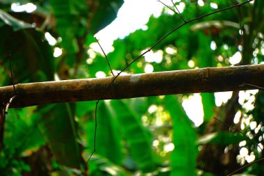 Tek bir bambu sapı, detaylı doku ve doğal kesitleri gösteren, yakından çekilmiş. Arka planda bulanık, yoğun bir tropikal orman egzotik ve nemli bir atmosfer yaratır..
