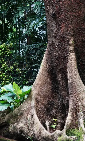 Kalın gövdeli dev bir ağaç ormanın derinliklerinde duruyor, uzun, sarkık lianalara sarılı. Yeşillik ve yoğun bitki örtüsü tropikal ormanın vahşi ve el değmemiş doğasını vurgular..