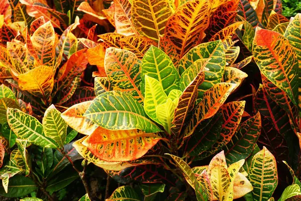 Croton (Codiaeum variegatum) growing in a park, popular ornamental plant with colorful leaves, cultivated in gardens and urban spaces, exotic touch of nature.