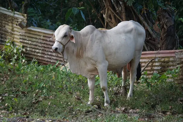 Beyaz bir Nelore ineği iple bağlanmış, Filipinlerde yaşıyor. İnek sakince duruyor ve belirgin özelliklerini gösteriyor..