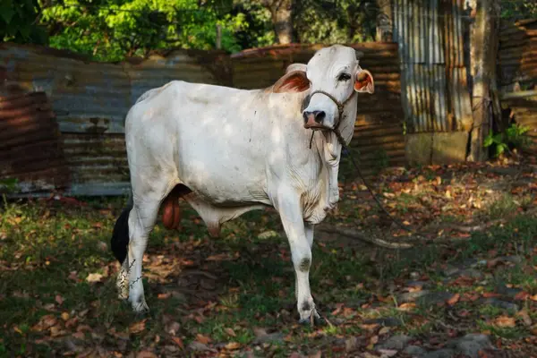 Beyaz bir Nelore ineği iple bağlanmış, Filipinlerde yaşıyor. İnek sakince duruyor ve belirgin özelliklerini gösteriyor..