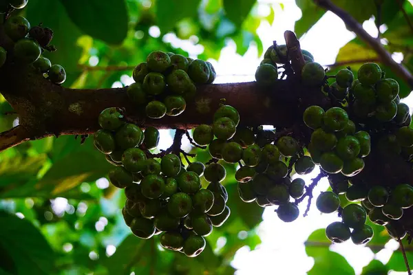 İncir ağacının gövdesinde büyüyen incir meyvelerinin yakın çekimi. Olgun ve olgunlaşmamış meyveler canlı ve doğal bir doku yaratır..