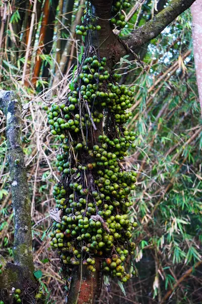 İncir ağacının gövdesinde büyüyen incir meyvelerinin yakın çekimi. Olgun ve olgunlaşmamış meyveler canlı ve doğal bir doku yaratır..