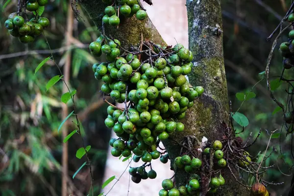 İncir ağacının gövdesinde büyüyen incir meyvelerinin yakın çekimi. Olgun ve olgunlaşmamış meyveler canlı ve doğal bir doku yaratır..