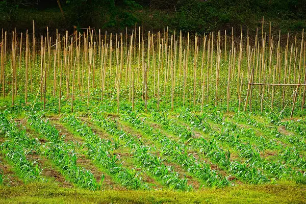 Yoğun bir tropikal orman ormanı tarafından desteklenen kazıklarla desteklenen genç fidanlarla dolu ekin tarlaları. Vahşi ve nemli bir ortamda doğal tarım..