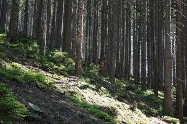 Güneş ışınlarıyla aydınlatılan yoğun çam ormanı yeşillik ve doğal ışıkla dolu pitoresk bir manzara yaratır..