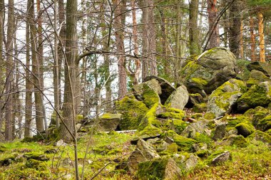 Yoğun bir çam ve çam ormanında yosun kaplı taşlar ve kayalar yeşil, sakin ve vahşi doğayla dolu doğal bir manzara..
